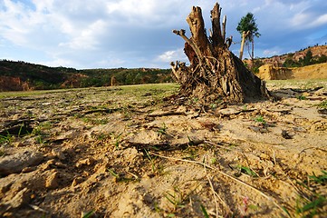 Image showing Tree root on dried field