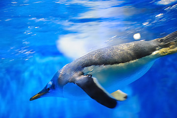 Image showing Swimming penguin