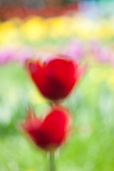 Image showing red tulips, abstraction