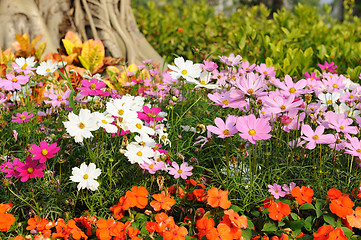 Image showing Flowers