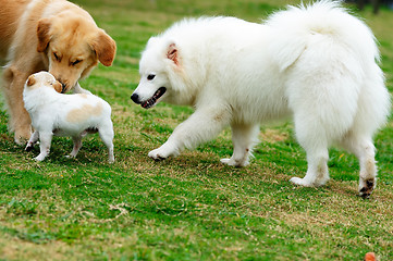 Image showing Three dogs playing