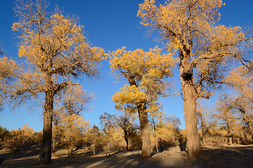 Image showing Trees with yellow leaves 