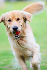 Image showing Golden retriever dog running