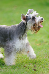 Image showing Miniature schnauzer dog