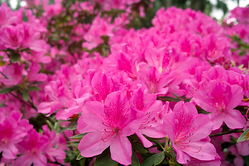 Image showing Azalea flowers