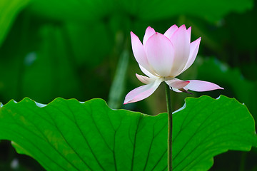 Image showing Lotus flower