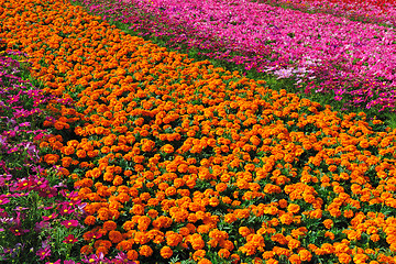 Image showing Garden full of flowers