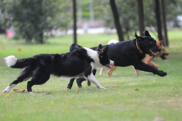 Image showing Dogs running