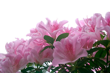 Image showing Azalea flowers