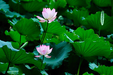 Image showing Two lotus flowers