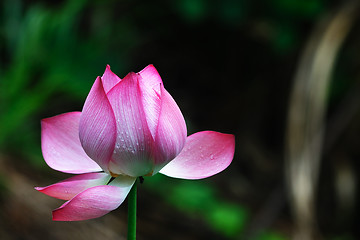 Image showing Lotus flower
