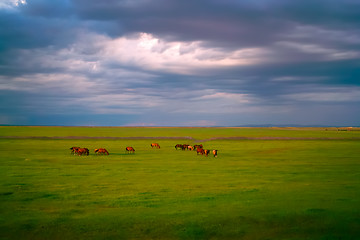 Image showing Horses in grassland