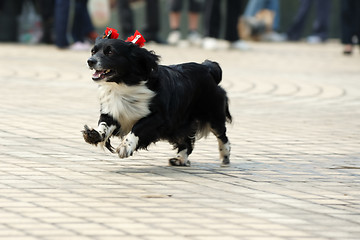 Image showing Lovely little dog running