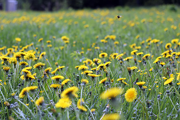 Image showing Sunny dandelion field nr1