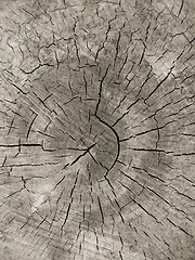 Image showing old wood texture