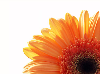 Image showing fragment of gerber daisy flower 