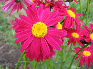 Image showing beautiful pink flowers