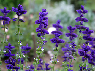 Image showing beautiful flowers of salvia