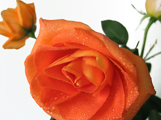 Image showing beautiful rose with water drops