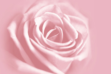 Image showing gentle pink rose background