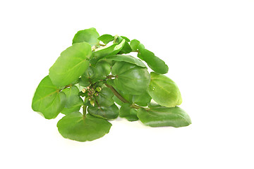 Image showing Watercress