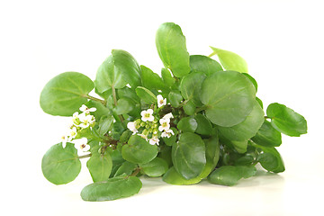 Image showing Watercress