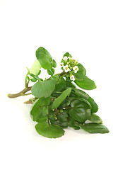 Image showing Watercress