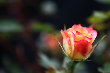 Image showing Budding Rose