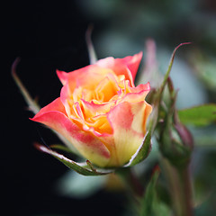 Image showing Budding Rose