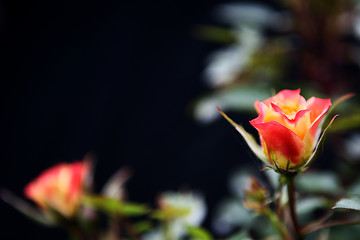 Image showing Budding Rose