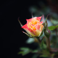 Image showing Budding Rose