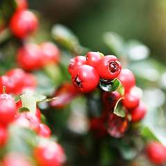 Image showing Red Berry