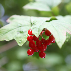 Image showing Red Berry