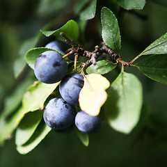 Image showing Sloeberry