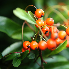 Image showing Orange Berry