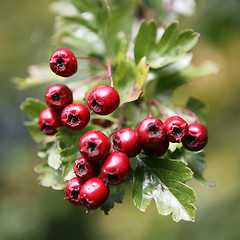 Image showing Hawthorn