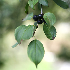 Image showing Black Berry