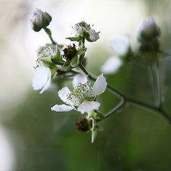 Image showing Hawthorn