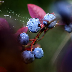 Image showing Blueberry