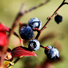 Image showing Blueberry