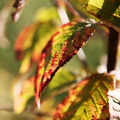 Image showing Cherry Blossom