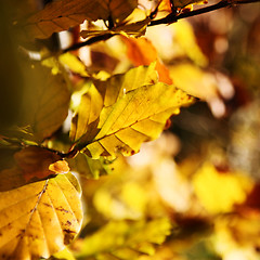 Image showing Copper Beech