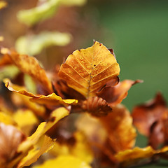 Image showing Copper Beech