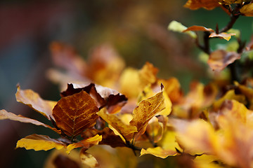 Image showing Copper Beech