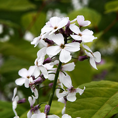 Image showing Wild Flowers