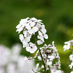 Image showing White Flower