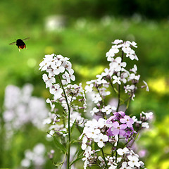 Image showing Busy Bee and Wild Flower