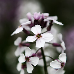 Image showing Wild Flower