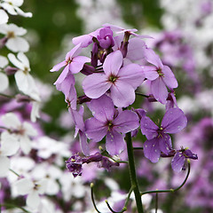 Image showing Pink Flower