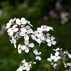 Image showing White Wild Flower